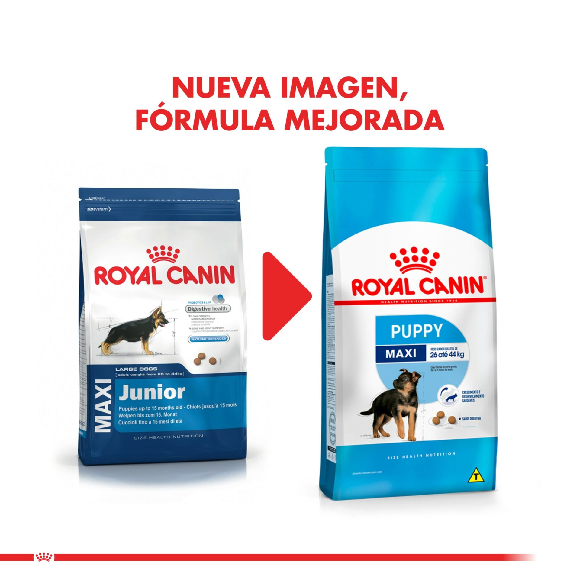 Royal Canin Maxi Puppy (Maxi Junior) 12 KG 4 Royal Canin Maxi Puppy (Maxi Junior) 12 KG - Imagen 4