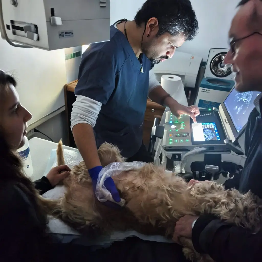 Ecografía Veterinaria 1 ecografía veterinaria